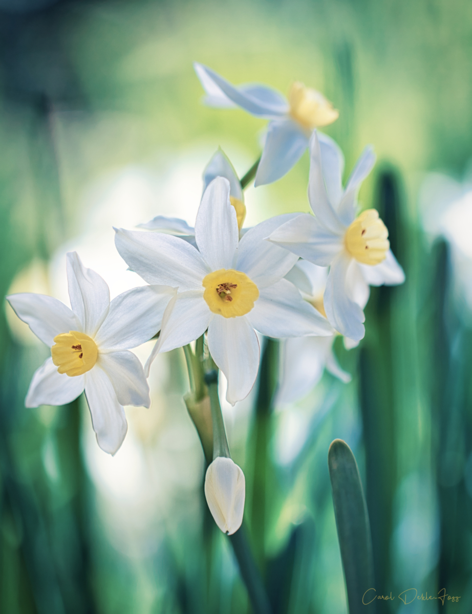 Daffodil Macro Photography